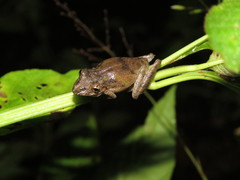 Scinax nebulosus