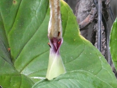 Neella eucosma