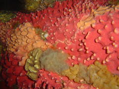 Stylaster nobilis