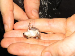 Scinax nebulosus