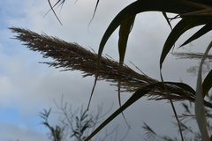 Arundo donax