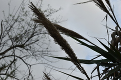 Arundo donax