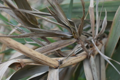 Arundo donax
