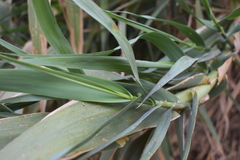 Arundo donax