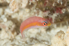 Paracheilinus filamentosus