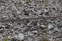 Masticophis taeniatus girardi