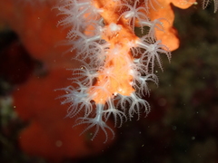 Corallium rubrum