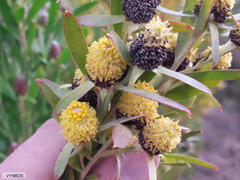 Leucadendron macowanii