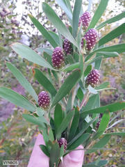 Leucadendron macowanii