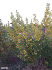 Leucadendron macowanii