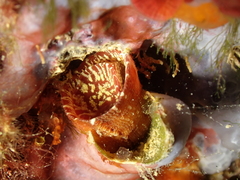 Thylacodes arenarius