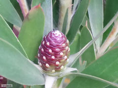 Leucadendron macowanii