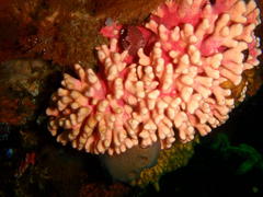 Stylaster nobilis