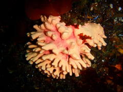 Stylaster nobilis