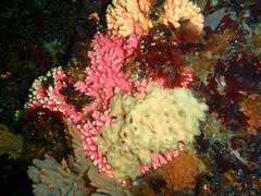 Stylaster nobilis