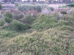 Cliffortia ferruginea