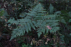 Pteridium pinetorum