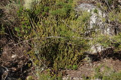Crassula muscosa muscosa