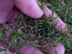 Cliffortia ferruginea