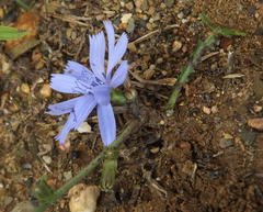 Cichorium intybus intybus