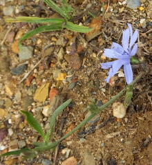Cichorium intybus intybus