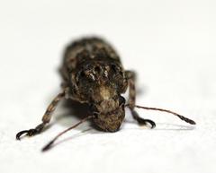Phloeobius