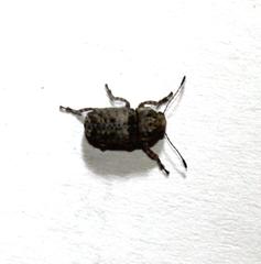 Phloeobius