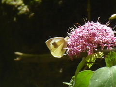 Pieris cheiranthi