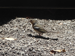 Fringilla coelebs palmae