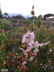 Erica verticillata