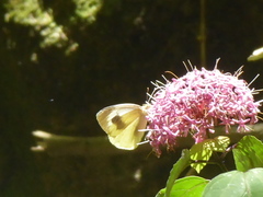 Pieris cheiranthi