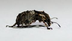 Phloeobius