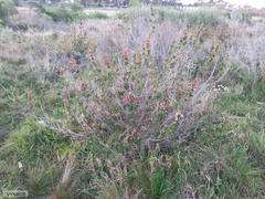 Erica verticillata