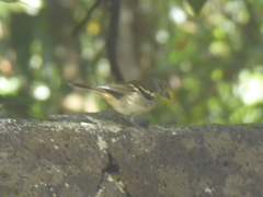 Fringilla coelebs palmae
