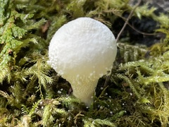 Lycoperdon spadiceum