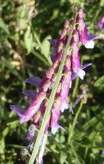 Vicia eriocarpa