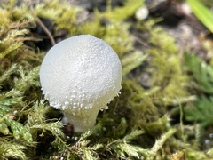 Lycoperdon spadiceum