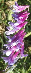 Vicia eriocarpa