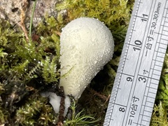 Lycoperdon spadiceum