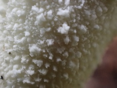 Lycoperdon spadiceum
