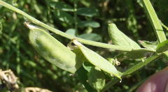 Vicia eriocarpa