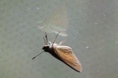 Poanes viator