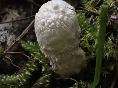 Lycoperdon spadiceum