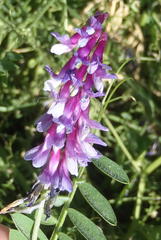 Vicia eriocarpa