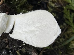 Lycoperdon spadiceum