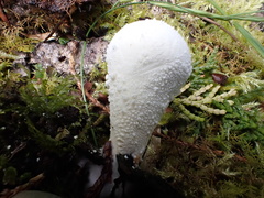 Lycoperdon spadiceum