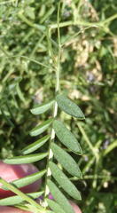 Vicia eriocarpa