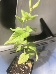 Monarda bradburiana