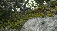 Bulbophyllum scaberulum scaberulum