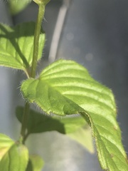 Monarda bradburiana
